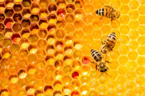 5 of the most surprising non-vegan ingredients found in cosmetics in Cincinnati, OH 5 of the most surprising non-vegan ingredients found in cosmetics in Cincinnati, OH